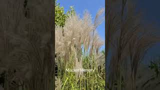 garden miscanthusmemorygrassgrass sunnyday [upl. by Yablon]