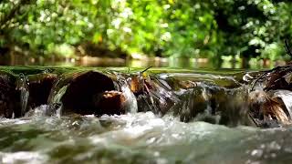 Musique apaisant  l’eau douce du ruisseau et chants d’oiseaux pour se relaxer et décompresser [upl. by Nyrrad]