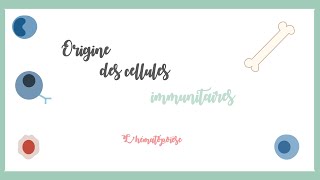 Origine des cellules immunitaires lhématopoïèse Immunologie hématologie [upl. by Carley]