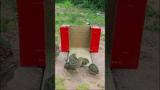 Best Underground Bird Trap Using Cardboard Box shorts [upl. by Robbyn]