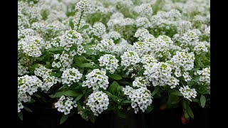 alyssum  Sweet carpet of Snow [upl. by Castro]