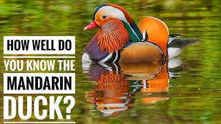 Mandarin duck  Description Characteristics and Facts [upl. by Shimberg]