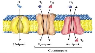 Cotransport mechanism [upl. by Aniz]