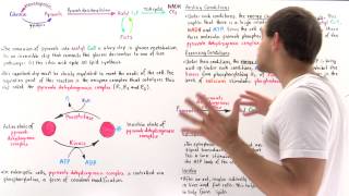 Regulation of Pyruvate Decarboxylation [upl. by Maurine568]