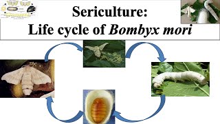 Life cycle of Bombyx mori  Life cycle of silk worm  Bombyx mori  caterpillarSericulture  Part 2 [upl. by Nyrb]