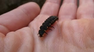 Glow Worm Lampyris noctiluca larva [upl. by Anirehtac883]