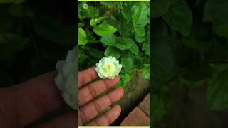 How to care Jasminum Sambac Butt Mogra Plant [upl. by Aleta]