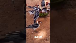 Galo de Campina Paroaria dominicana apreciando uma suculenta melancia 🐦🍉 cardeal [upl. by Eityak169]