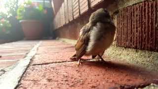 Baby Sparrow Chirping for Mother [upl. by Latyrc]