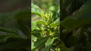 🪻 Cannabis Observación de inflorescencias de planta pistilada cultivada en exterior [upl. by Adoh43]