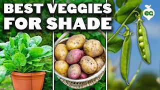 12 Perfect Vegetables To Grow in a Shady Garden Space [upl. by Lagas]