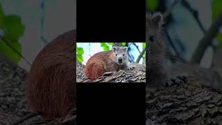 Hutia animal wildlife [upl. by Neersin]