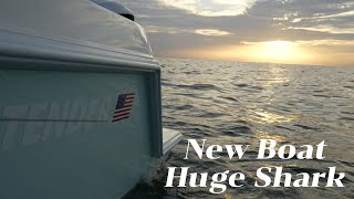 New Boat Huge Shark [upl. by Yeruoc]