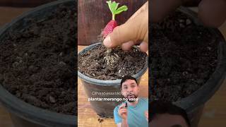 Como plantar morango em casa shorts fyp viral [upl. by Aztilay664]