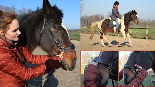 EXPLAINING ALL MY BITLESS BRIDLES [upl. by Dawaj]