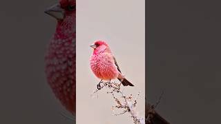 The great rosefinch birds enjoythenatureoftheworld shorts [upl. by Kata772]