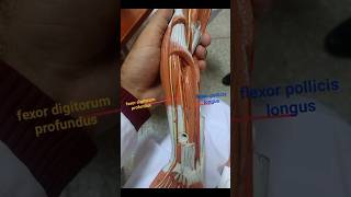 Forearm Muscles Labelling anatomy mbbs [upl. by Washko]