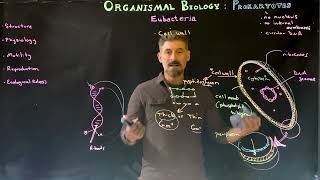 Eubacteria Overview [upl. by Assedo]