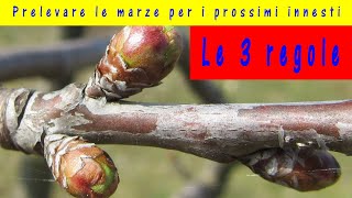 Marze per innesti 2024 quando prelevare la marza da innesto quale scegliere e come conservarle [upl. by Marjory]