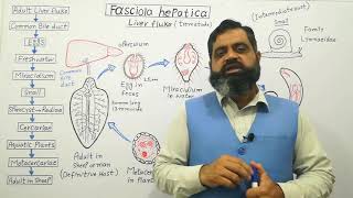 Class Trematoda English medium profmasoodfuzail Life cycle of Liver Fluke  Fasciola hepatica [upl. by Yajet]