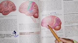 Cerebral Cortex part 1 guyton 58 motorphysiology Associations areas [upl. by Lesab]