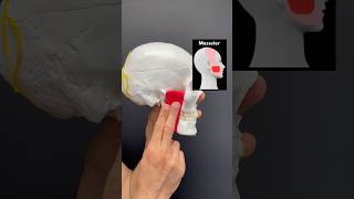 Head Pain Muscle Release Series Part 2 Masseter headacherelief headachetreatment series [upl. by Poul]