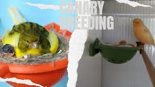 Canary Breeding 101 Preparing Your Birds for the Season [upl. by Sev]