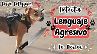 🐶😠Lenguaje agresivo en perros😠🐶 [upl. by Oned]