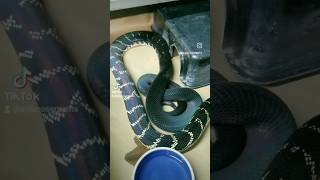 BOELENS PYTHON [upl. by Anibor]