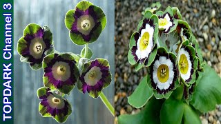 10 Variedades Hermosas de Primula [upl. by Icam]