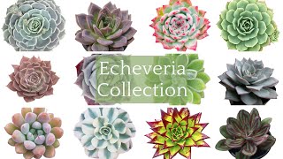 50 Echeveria Collection  Rare Echeveria Succulent Varieties with Names Echeveria Succulents Types [upl. by Ariayek]