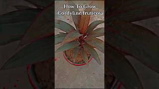 How to Grow Cordyline Fruticosa Plant At home shorts youtubeshorts [upl. by Lletram]