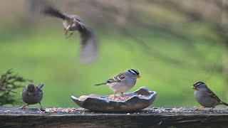 4K  White Crowned Sparrow Call Song Sights and Sounds while feeding [upl. by Ahselaf]