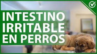 🐕 Síndrome de INTESTINO IRRITABLE en los perros Qué es síntomas y causas 🐕 [upl. by Lamiv]