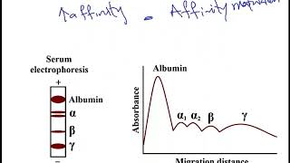 USMLE ACE Video 43 Immunoglobulin Structure [upl. by Neumeyer492]