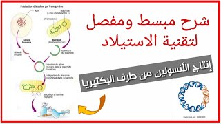 تقنية التحويل الوراثي😎 تمرين حول الاستيلاد ثانية ثانوي [upl. by Thenna]