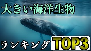 【TOP3】世界で一番大きい海洋生物ランキング デカすぎ注意 [upl. by Sewoll]