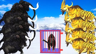 Five Black Mammoths Vs Zombie Tiger Bull Fight on Snow Attack Baby Mammoth Saved by Mammoth Elephant [upl. by Glenine]