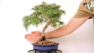 Vídeo 360º Bonsai Pseudolarix Amabilis Falso Alerce PRX11 [upl. by Anyel]