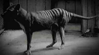 Last Tasmanian tiger footage [upl. by Modnar]