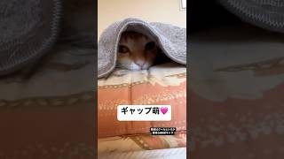 【預かり猫コナ】隙間好きのコナKona likes gaps 元野良猫 保護猫 ねこのいる生活 [upl. by Yme]