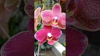 orchid flowers garden plants gardening shorts reels video [upl. by Gifford335]