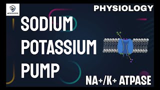 Sodium Potassium Pump  NaKATPase  Simplified Human Physiology [upl. by Giarc9]