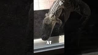 🐊🚗 Alligators Attack Cars But Not Bikers Florida Alligators 🐊🚗 [upl. by Notsur]