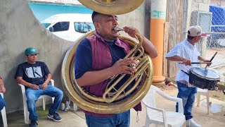 🔥🎺 Que perro se escucha esta Tuba con los amigos de Alpoyecancingo Guerrero [upl. by Davin]