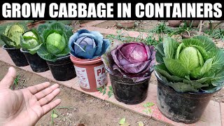 Grow Cabbage From Seeds  SEED TO HARVEST [upl. by Valerie305]