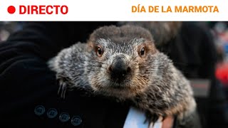 DÍA de la MARMOTA  EEUU  PHIL PREDICE que se ACERCA la PRIMAVERA  RTVE [upl. by Aleksandr]