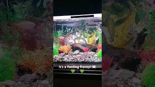 Tetra feeding frenzy aquarium plantedtank tetrafish tetras [upl. by Sibyl743]