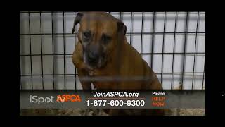 The aspca commercial part1 [upl. by Conley]