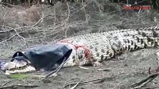 Stray 45m croc was looking for new habitat says Perhilitan [upl. by Anicnarf865]